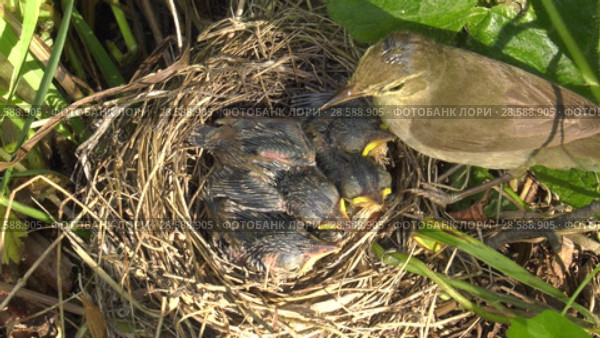 Болотная камышовка с птенцами. Warbler chicks in the nest. Стоковое видео, видеограф Евгений Романов / Фотобанк Лори