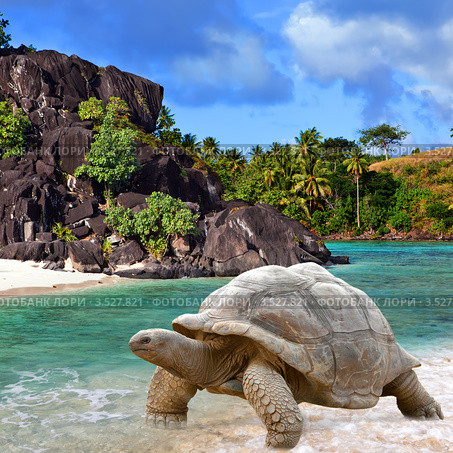 Большая черепаха (Megalochelys gigantea) на берегу моря на фоне тропического пейзажа. Стоковое фото, фотограф Куликов Константин / Фотобанк Лори