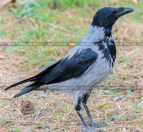 Большая красивая ворона в городском парке. A big beautiful crow in a city park. Стоковое фото, фотограф Татьяна Д / Фотобанк Лори