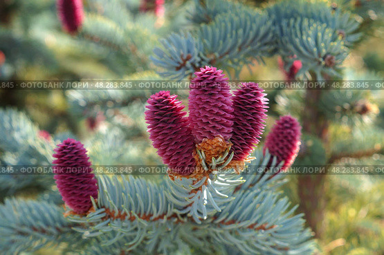 Большие розовые шишки на ветках голубой ели Picea asperata (ель шероховатая) Стоковое фото, фотограф Евгения Золкина / Фотобанк Лори