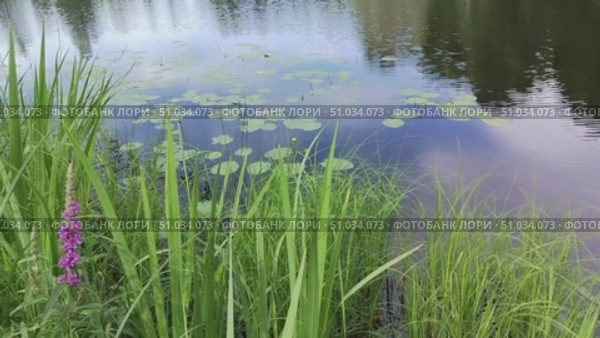 Большое озеро с синей водой и зелёными камышами и травой, которая растёт на берегу, летний пейзаж. A large lake with blue water and green reeds and grass growing on the shore, a summer landscape. Стоковое видео, видеограф Наталья Пеньшина / Фотобанк Лори