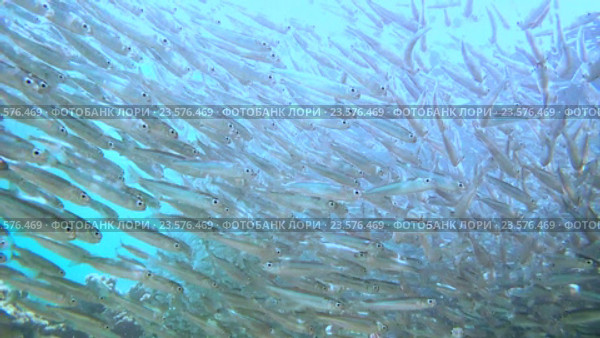 Большой косяк рыб Hardyhead, Красное море, Марса Алам Абу Дабаб, Египет. Стоковое видео, видеограф Некрасов Андрей / Фотобанк Лори