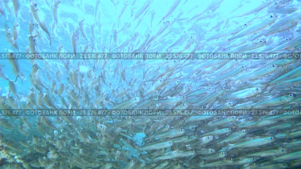 Большой косяк рыб Hardyhead, Красное море, Марса Алам Абу Дабаб, Египет. Стоковое видео, видеограф Некрасов Андрей / Фотобанк Лори