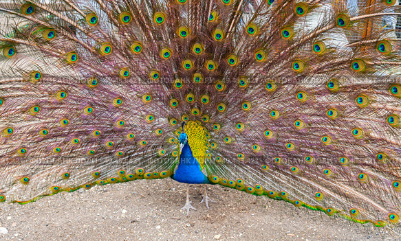 Большой красивый павлин в зоопарке. Beautiful Peacock in zoo. Стоковое фото, фотограф Татьяна Д / Фотобанк Лори