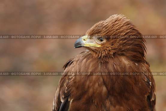 Большой подорлик. (лат. Aquila clanga) Стоковое фото, фотограф Роман Рожков / Фотобанк Лори