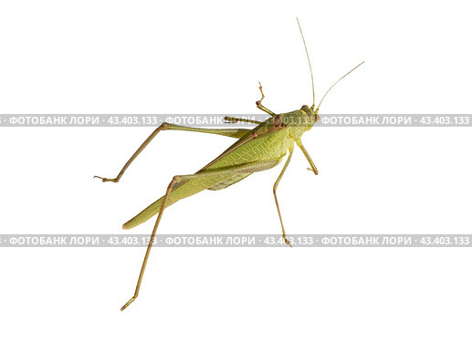Большой зеленый кузнечик на белом фоне. Green grasshopper on a white background. Стоковое фото, фотограф Татьяна Д / Фотобанк Лори
