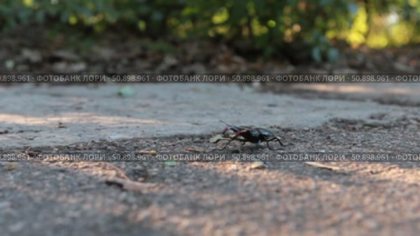 Большой жук-олень (Lucanus cervus) ползет по земле. Насекомые. Стоковое видео, видеограф Александр Собко / Фотобанк Лори