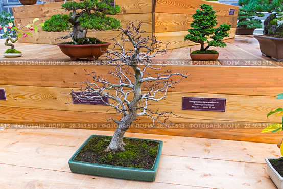 Бонсай - граб Турчанинова (Carpinus turczaninowii). Возраст - около 40 лет. Выставка японских бонсай в Аптекарском огороде, Москва, ноябрь 2017. Редакционное фото, фотограф Сергей Рыбин / Фотобанк Лори