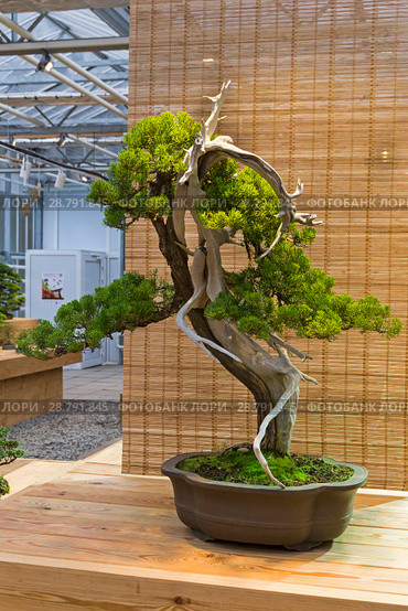 Бонсай - можжевельник китайский (Juniperus chinensis). Возраст - около 100 лет. Выставка японских бонсай в Аптекарском огороде, Москва, ноябрь 2017. Редакционное фото, фотограф Сергей Рыбин / Фотобанк Лори