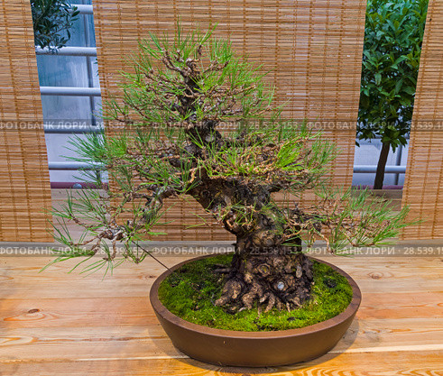 Бонсай - сосна Тунберга, или черная японская сосна (Pinus thunbergii). Возраст - около 70 лет. Выставка японских бонсай в Аптекарском огороде, Москва (2017 год). Редакционное фото, фотограф Сергей Рыбин / Фотобанк Лори