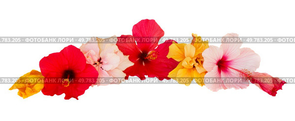 border of multicolored hibiscus flowers isolated on white background. hibiscus flower border. Стоковое фото, агентство Ingram Publishing / Фотобанк Лори