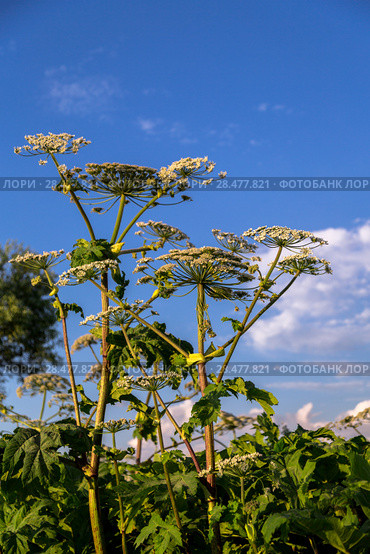 Борщевик Сосновского (лат. Heracleum sosnowskyi) Стоковое фото, фотограф Ольга Сейфутдинова / Фотобанк Лори