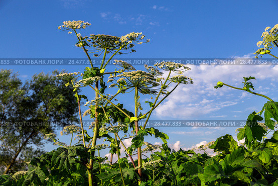 Борщевик Сосновского (лат. Heracleum sosnowskyi) Стоковое фото, фотограф Ольга Сейфутдинова / Фотобанк Лори