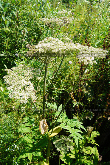 Борщевик Сосновского (лат. Heracleum sosnowskyi) Стоковое фото, фотограф Сергей Овчинников / Фотобанк Лори