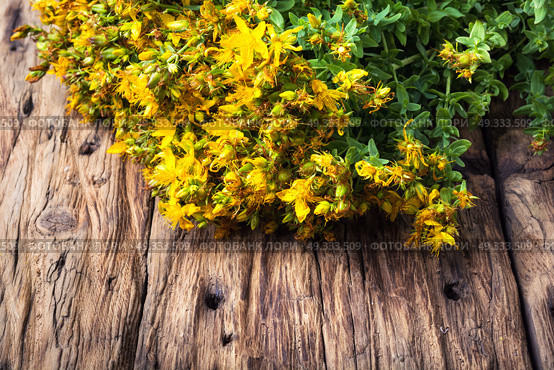 bouquet blooming medicinal herb. tutsan medicinal useful wild plant on a wooden background. Стоковое фото, агентство Ingram Publishing / Фотобанк Лори