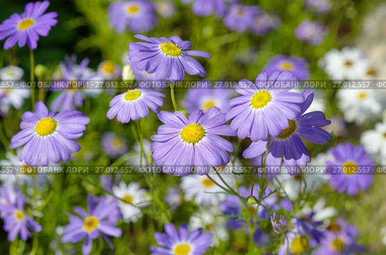 Брахикома иберисолистная (лат. Brachycome iberidifolia) Стоковое фото, фотограф Елена Коромыслова / Фотобанк Лори