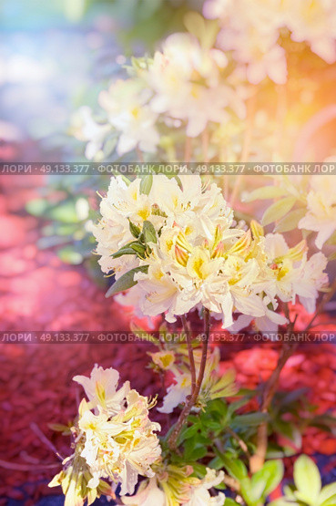 Branch of light yellow Rhododendron bush in sunshine in park. Стоковое фото, агентство Ingram Publishing / Фотобанк Лори