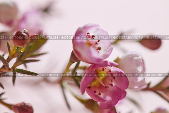 Branch with buds and pink little flowers on a pink background with a reflection of the shadow. Macro photo. Layout for postcard or background. Spring pink flowers on a pink background close-up. Floral background. Стоковое фото, агентство Ingram Publishing / Фотобанк Лори