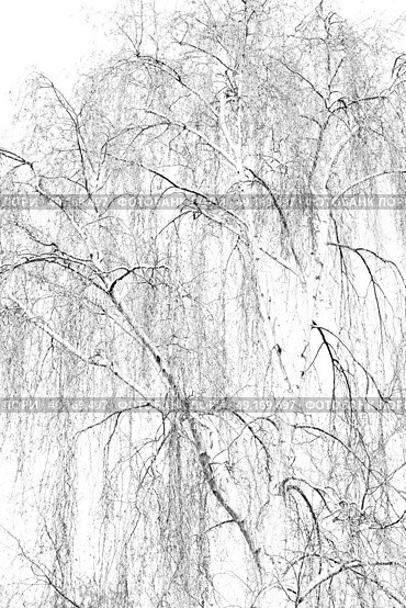 branches of willow weeping in the sky background. Стоковое фото, агентство Ingram Publishing / Фотобанк Лори