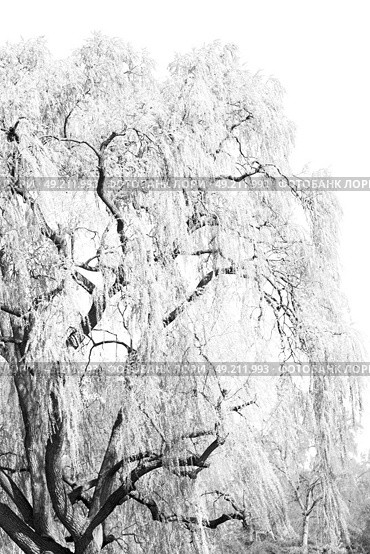 branches of willow weeping in the sky background. Стоковое фото, агентство Ingram Publishing / Фотобанк Лори
