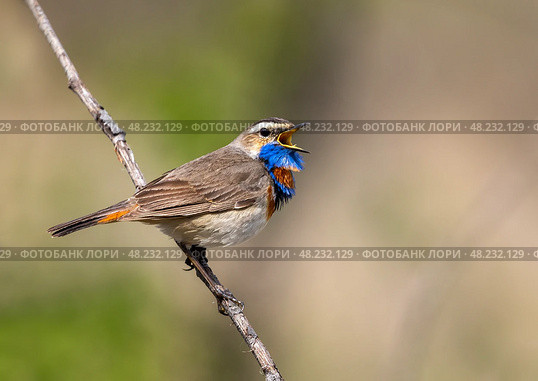 Bright bird male bluethroat sits on a branch in a spring sunny garden and sings loudly. Стоковое фото, фотограф Бачкова Наталья / Фотобанк Лори