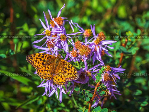 Bright imago Fabriciana adippe,  High brown fritillary on a flower, close up. Стоковое фото, фотограф Саблин Станислав / Фотобанк Лори
