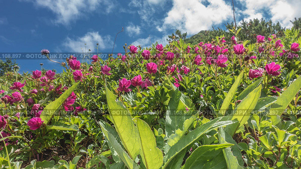 Bright pink Kamchatka rhododendrons bloom in an alpine meadow among green foliage. Background- blue sky, clouds. Стоковое фото, фотограф Вера Ивановна Кубарева / Фотобанк Лори