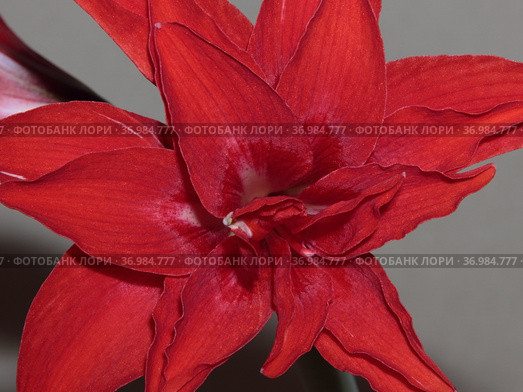 Bright red flower of the bulbous houseplant Hippeastrum. Стоковое фото, фотограф Елена Бобкова / Фотобанк Лори