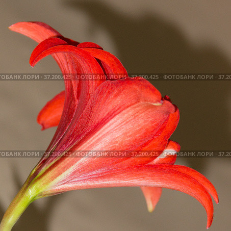 Bright red flower of the bulbous houseplant Hippeastrum. Стоковое фото, фотограф Елена Бобкова / Фотобанк Лори