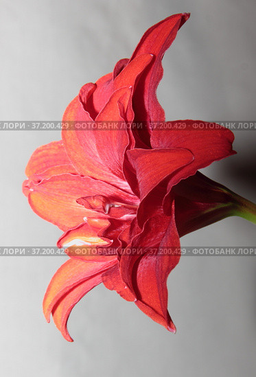 Bright red flower of the bulbous houseplant Hippeastrum. Стоковое фото, фотограф Елена Бобкова / Фотобанк Лори