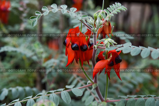Bright red Sturt's desert pea flowers with black centers bloom on a green leafy stem. Native Australian species growing in tropical garden. Стоковое фото, фотограф Татьяна Терехина / Фотобанк Лори