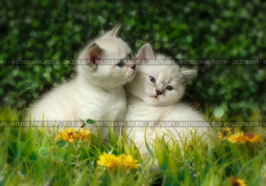 British Shorthair kitten with blue eyes on the green grass. Стоковое фото, фотограф Игорь Бородин / Фотобанк Лори