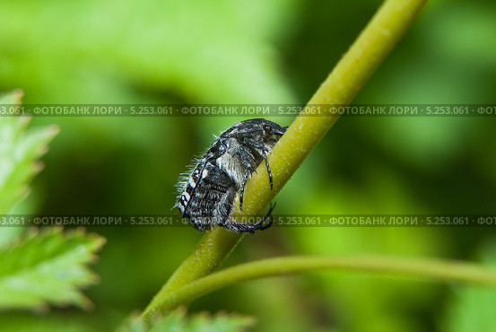Бронзовка вонючая (лат. Oxythyrea funesta) Стоковое фото, фотограф Алёшина Оксана / Фотобанк Лори