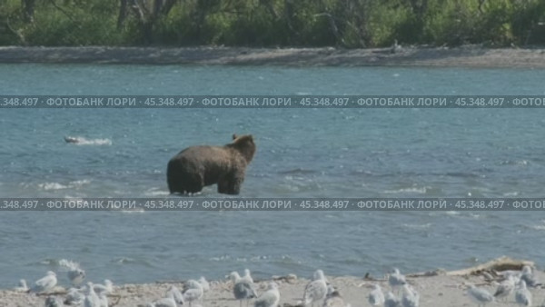 Brown bear hunts for salmon. Стоковое видео, видеограф Михаил Коханчиков / Фотобанк Лори
