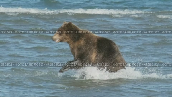 Brown bear hunts for salmon. Стоковое видео, видеограф Михаил Коханчиков / Фотобанк Лори