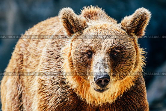 Brown Bear (Ursus Arctos) Portrait. Стоковое фото, агентство Ingram Publishing / Фотобанк Лори
