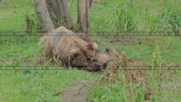 Brown bears mother and cubs resting. Стоковое видео, видеограф Михаил Коханчиков / Фотобанк Лори