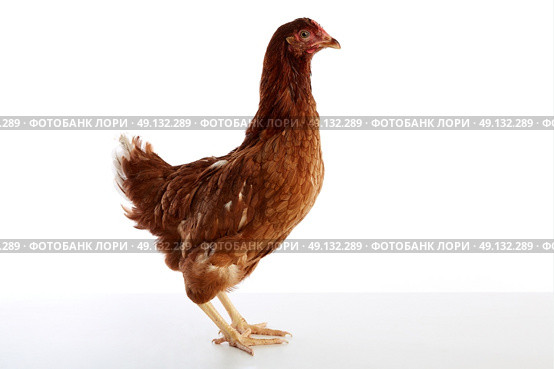 Brown hybrid hen  isolated on white background. Стоковое фото, агентство Ingram Publishing / Фотобанк Лори