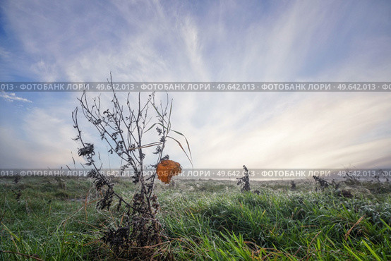 Brown leaf on a withered plant with morning dew on a green meadow. Стоковое фото, агентство Ingram Publishing / Фотобанк Лори