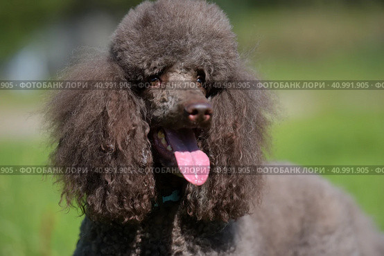 Brown royal poodle in the summer. Стоковое фото, фотограф Анна Кривицкая / Фотобанк Лори