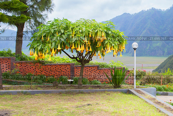 Бругмансия или дурман дерево , или дерево труба ангела (Angel's trumpet tree) Стоковое фото, фотограф Галина Савина / Фотобанк Лори