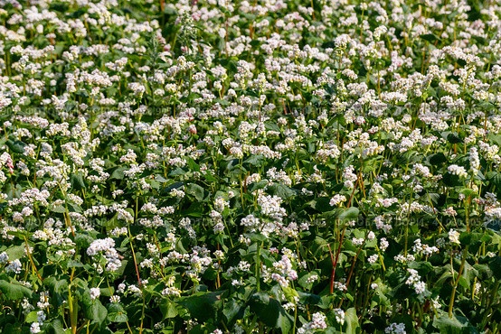 Buckwheat macro with white flowers. Fagopyrum esculentum. Стоковое фото, фотограф Ольга Сейфутдинова / Фотобанк Лори
