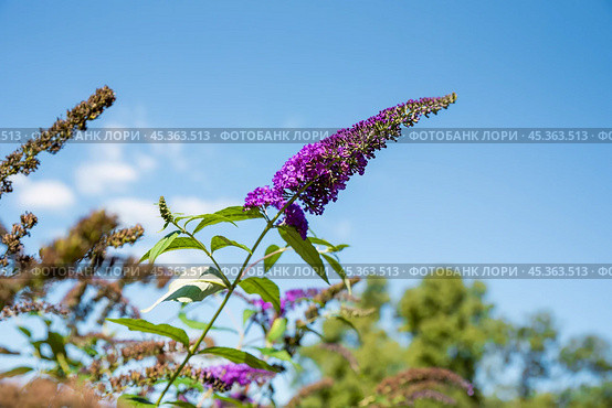 Buddleja davidii nano blue also called summer lilac, butterfly-bush. Стоковое фото, фотограф Татьяна Терехина / Фотобанк Лори