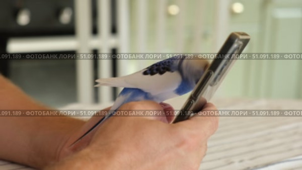 Budgerigar playing with handsome man. Cute Budgie. Funny blue purple parakeet sitting on smartphone. Domestic Animals and gadgets. Pet and phone. Friendship, relationship with Pets. Humor. Technology. Стоковое видео, видеограф Марина Демидюк / Фотобанк Лори