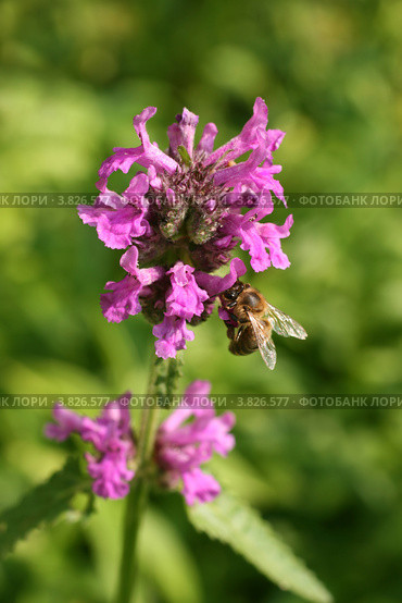 Буквица лекарственная, соцветие (Betonica officinalis L.) Стоковое фото, фотограф Щеголева Ольга / Фотобанк Лори