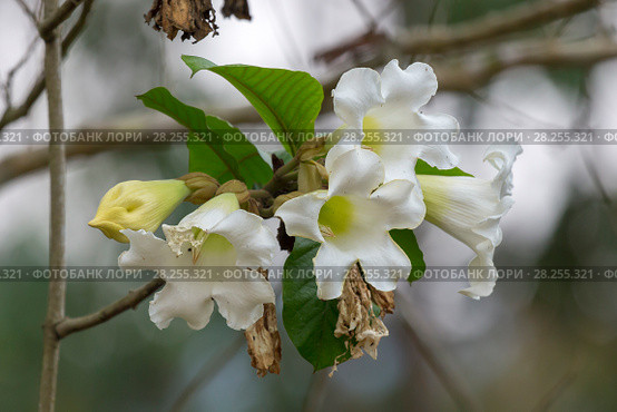 Бьюмонтия крупноцетковая (Beaumontia grandiflora) Стоковое фото, фотограф Ирина Яровая / Фотобанк Лори