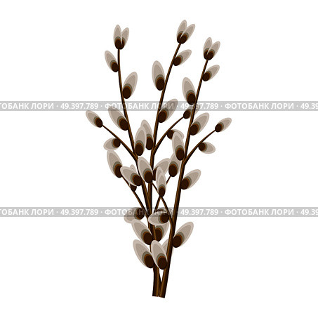 Bunch of willow twigs isolated on white background. Symbolic tree branches vector illustration. Easter celebration natural attribute. Plant that used in religious ceremonies of Christianity.. Bunch of Willow Twigs Isolated Illustration. Стоковая иллюстрация, агентство Ingram Publishing / Фотобанк Лори