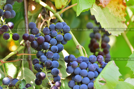 Bunches of Isabella grapes - hybrid of Vitis labrusca and Vitis vinifera. Стоковое фото, фотограф Володина Ольга / Фотобанк Лори