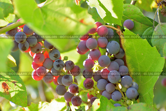 Bunches of Isabella grapes - hybrid of Vitis labrusca and Vitis vinifera. Стоковое фото, фотограф Володина Ольга / Фотобанк Лори