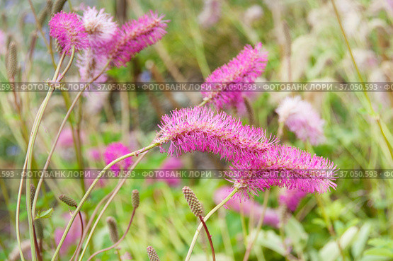 Burnet, Japanese Burnet, Japanese Bottlebrush, sanguisorba obtusa inflorescences close up. Стоковое фото, фотограф Короленко Елена / Фотобанк Лори